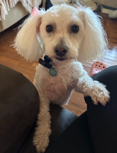 Daisy