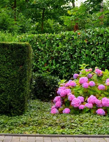 Colourful planted flowers in a Norwich garden