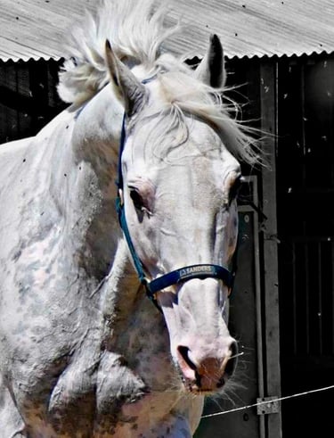 stallion etalon cross contry pur sang arabe