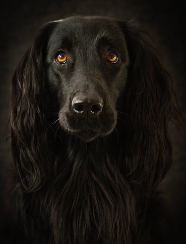 Un chien noir en photo studio