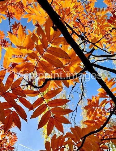 Vibrant orange autumn leaves on a rowan tree branch against a clear blue sky background.
