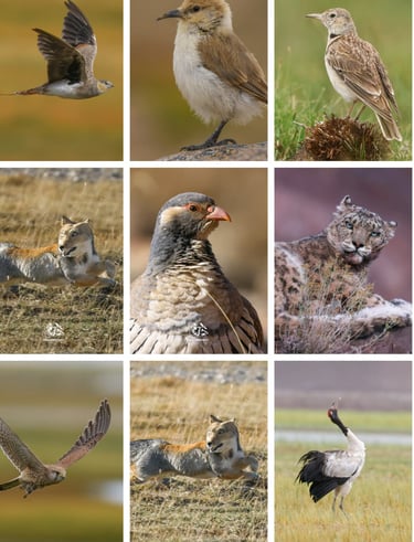 Collage of birds and mammals of ladakh