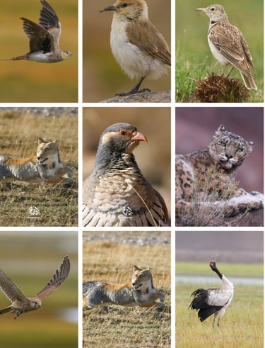 Collage of birds and mammals of ladakh