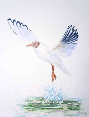 Black Headed Gull, Original Artwork