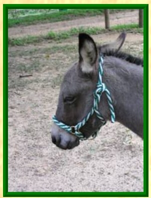 donkey halter