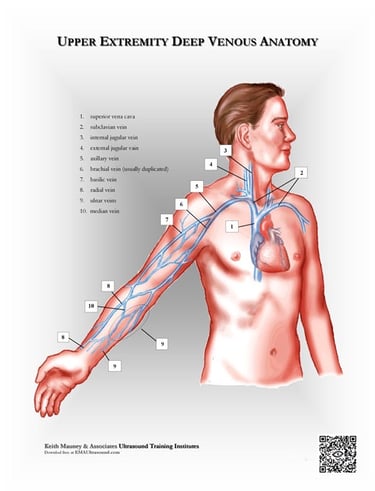 Upper extremity veins anatomy chart.