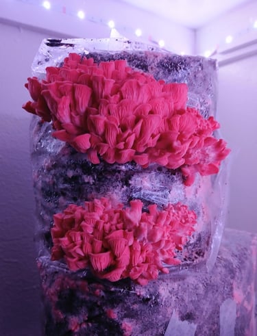two blocks of pink oysters fruiting under led lights
