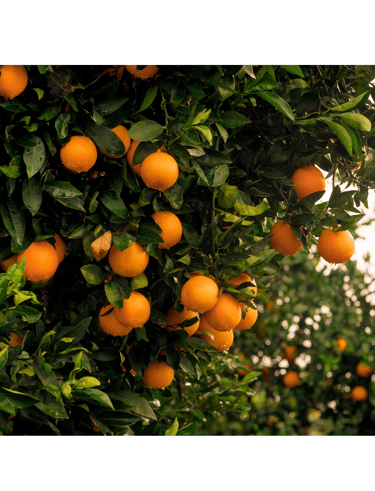 a bunch of oranges hanging from a tree