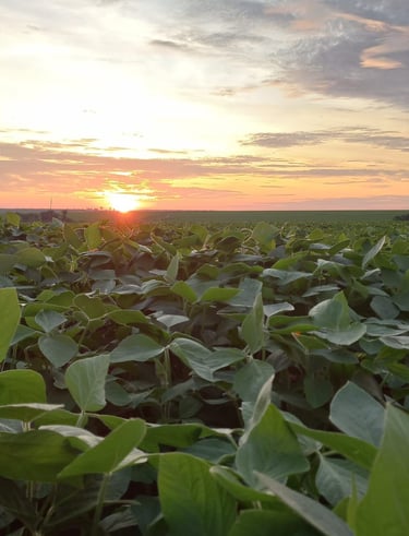 Plantação de Soja ao Pôr do Sol - Fazenda Iowa Mato Grosso