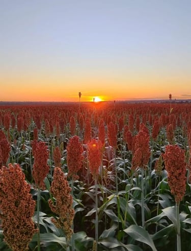 Plantação de Sorgo ao Pôr do Sol - Fazenda Iowa Mato Grosso