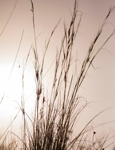 Graeser zum Sonnenuntergang nach Trauerfeier