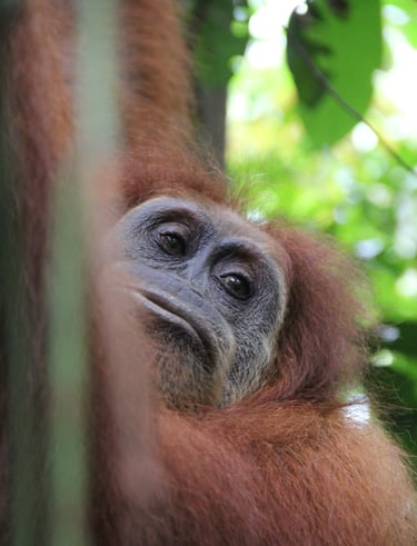Sumatra Trip About Orangutan Bukit Lawang Trekking