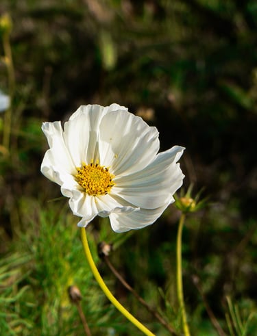reportage photo fleurs, campagnes, Sarthe, Anjou