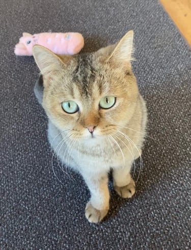 Roxie - Female, Abyssinnian Tabby British Shorthair (born Dec 2022)