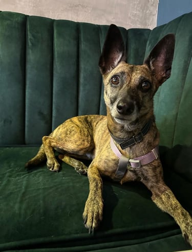 Idilio Café Restaurante Calarcá Quindío somos Pet Friendly puedes traer tu mascota