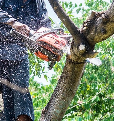 tree trimming services in picayune