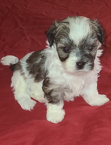 Beautiful Male Mal-Shi Puppy sitting with a red background.