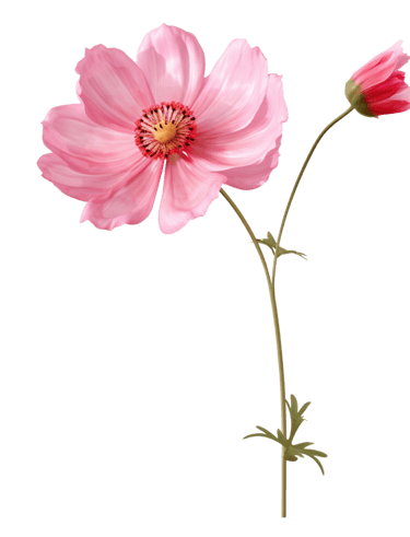 pink flower png on a transparent background