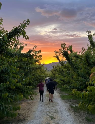 Amanecer en la orchard de cherries