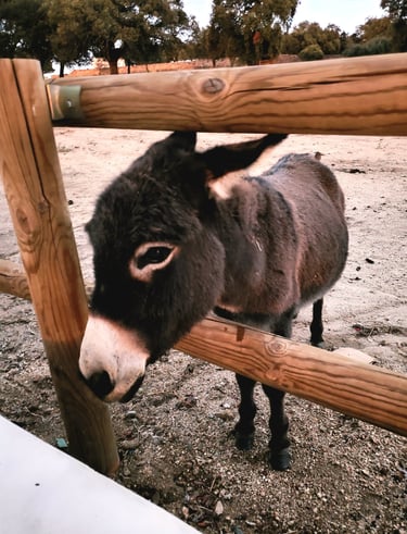 âne miniature demandant des caresses