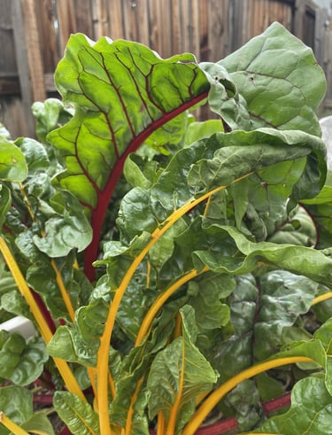 The beautiful colors of Swiss chard.