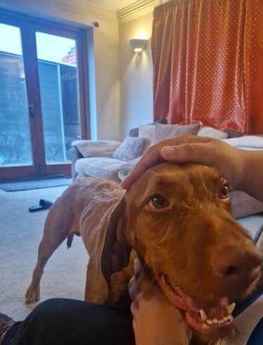dog walker in Doncaster
