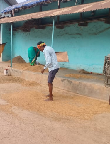 man on the paddy