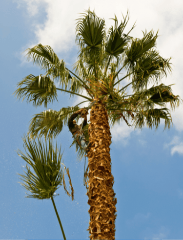 palm tree trimming and palm tree pruning in honolulu, hawaii