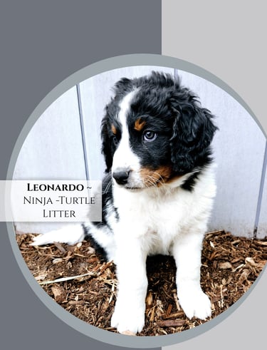 Un-Furnished Bernedoodle