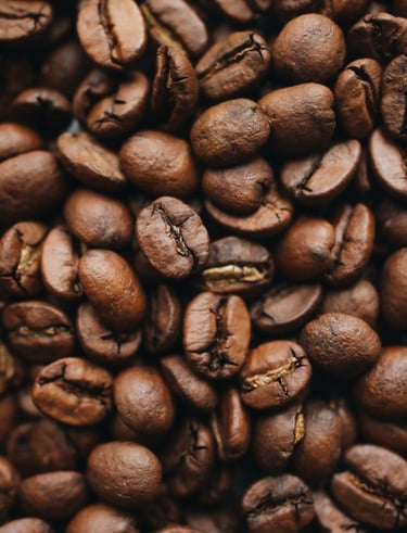 fresh nilgiris coffee bean directly from farmer 
