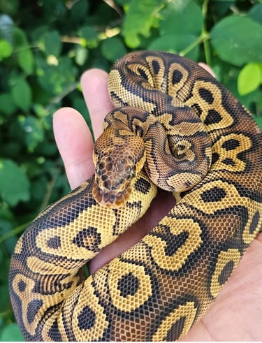 Reptiles