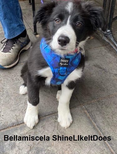 black and white border collie 