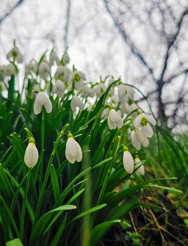 a bunch of white flowers that are growing in the grass