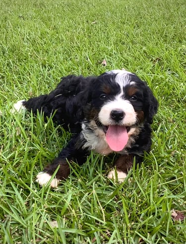Happy Bernedoodle puppy