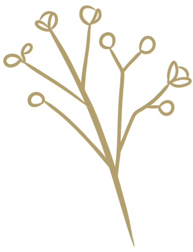 a plant with a bunch of small flowers