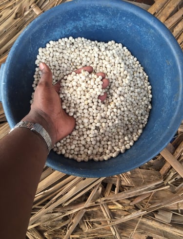 Organic moringa seeds from Euphoric Foods