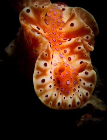 Nudibranch
