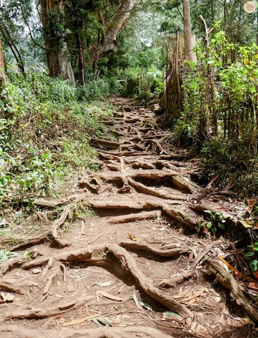 Trekking trail in Kodaikanal with gnarled root steps leading through the forest towards Dolphin’s Nose viewpoint.
