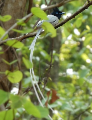 paradise bird in bardiya