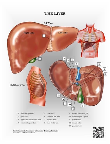 Liver anatomy chart.