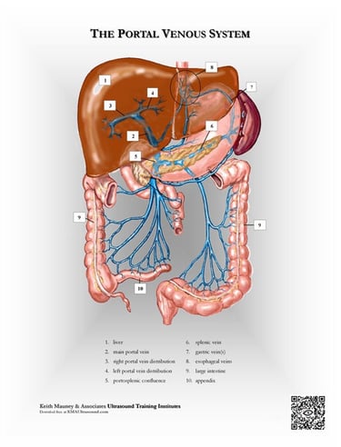  Portal venous system anatomy chart.