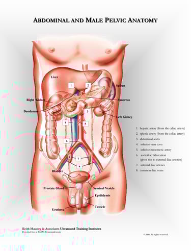 Abdominal organ anatomy chart.
