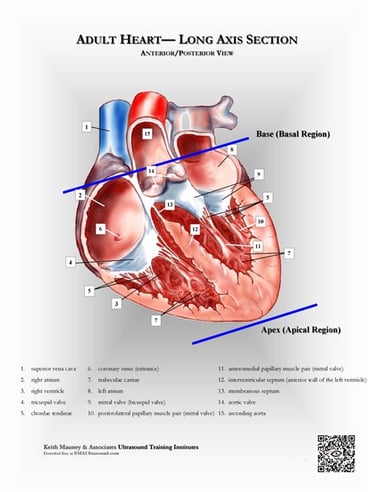 Adult heart- longitudinal section anatomy chart.