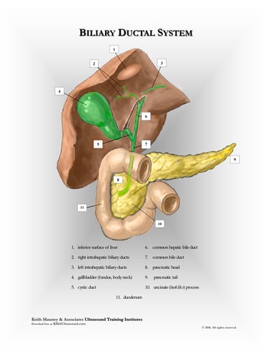 gallbladder, biliary system and pancreas anatomy chart.