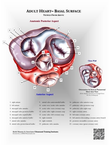 Adult heart- basal section view anatomy chart.