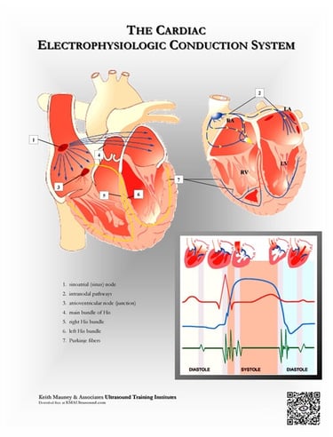 The heart- electrophysiologic (EKG) conduction system.