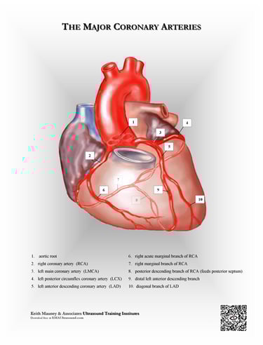 The heart- coronary arteries anatomy chart.