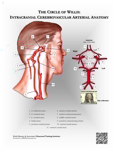 The brain- Circle of Willis anatomy chart.