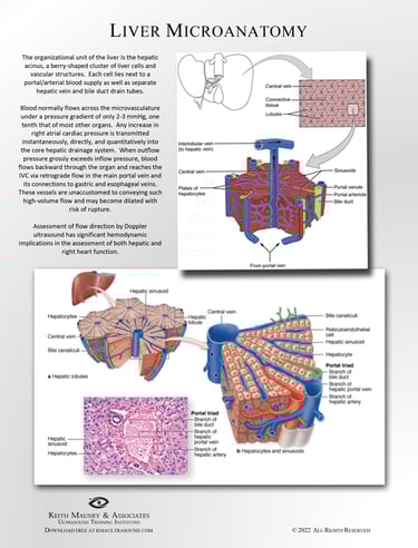 Liver microcirculation anatomy chart.