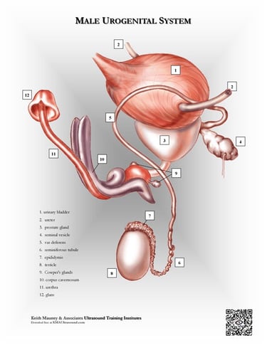 Male urogenital system. anatomy chart.